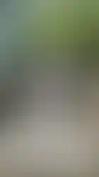 Thousand square foot Trex deck with aluminum railings16