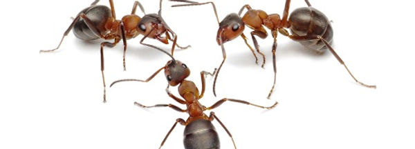 Four ants close up on a white background, Ant Control Services