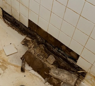 Termite in Bathroom in Las Vegas