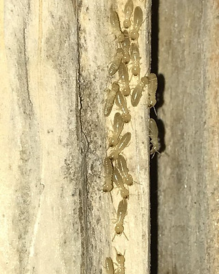 Termites in Las Vegas