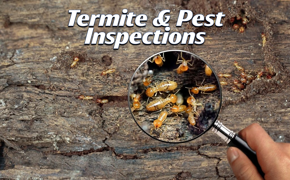 Eye-level view of a termite inspector examining wooden beams in a residential crawl space