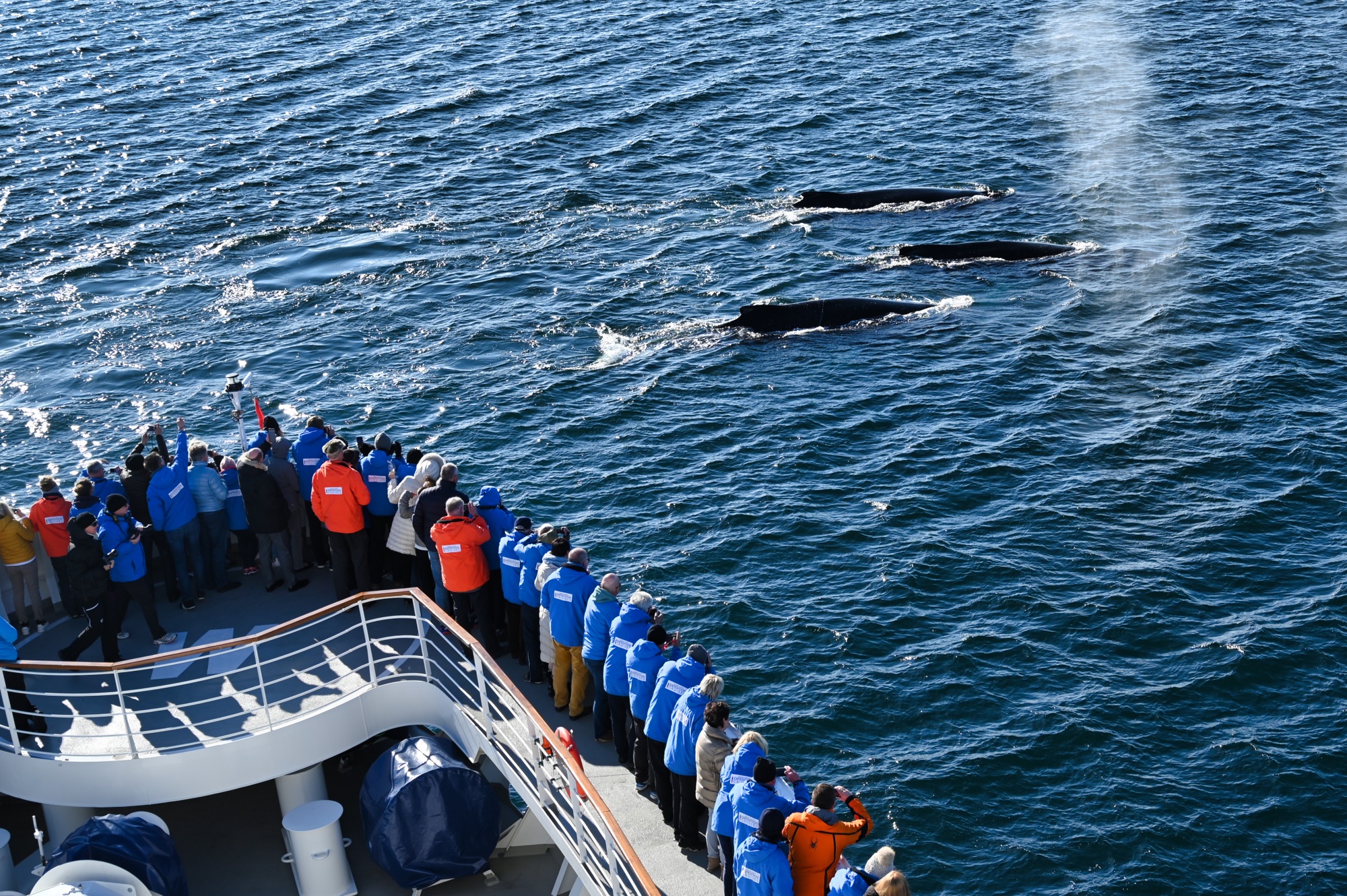 Buckelwale/ Humpback Whales