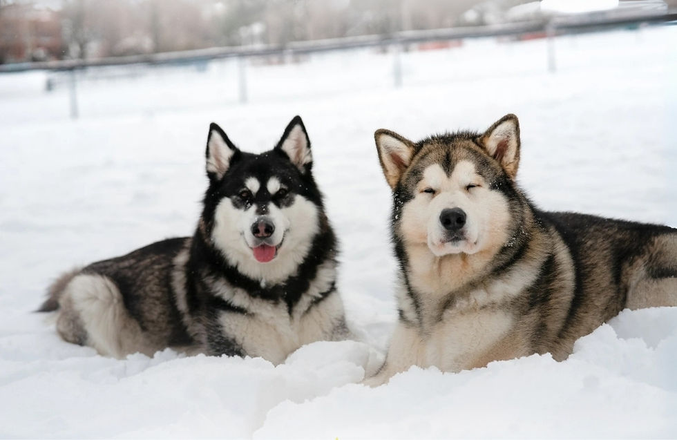 Two huskies lying in snow, one with tongue out playfully, the other with eyes closed. Snowy park background, overcast sky.