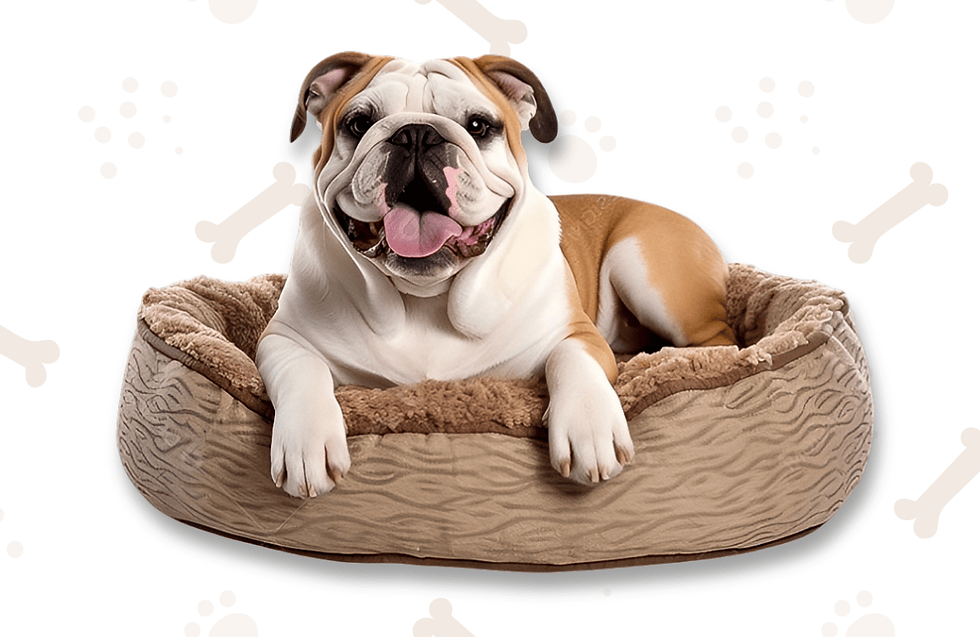 Bulldog lounging in a cozy brown dog bed, tongue out and happy, against a white background with bone and paw print patterns.