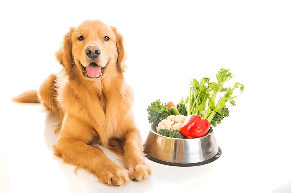 Golden retriever lying beside a metal bowl with colorful vegetables on a white background, looking happy and content.