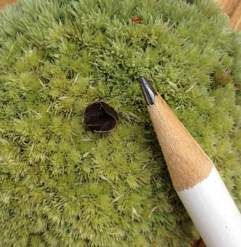 buckwheat hulls bulk barn