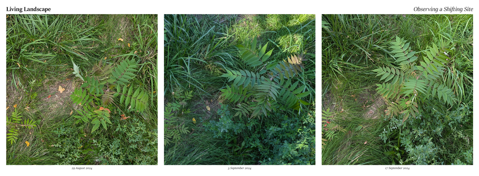 Site Plan Photographs Over Time