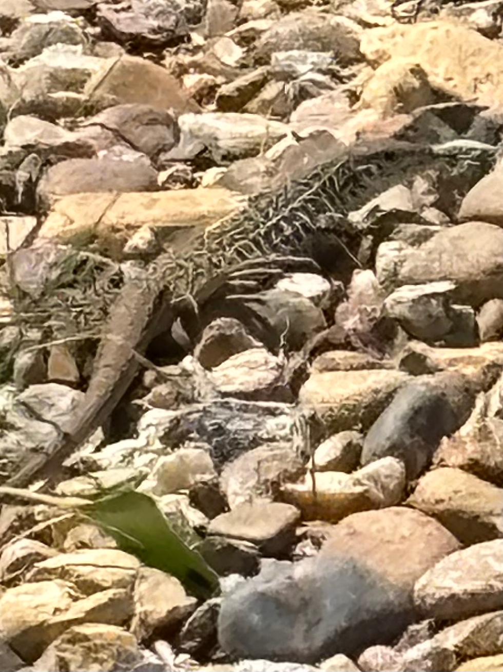 2024-06-08_12-17-45_468