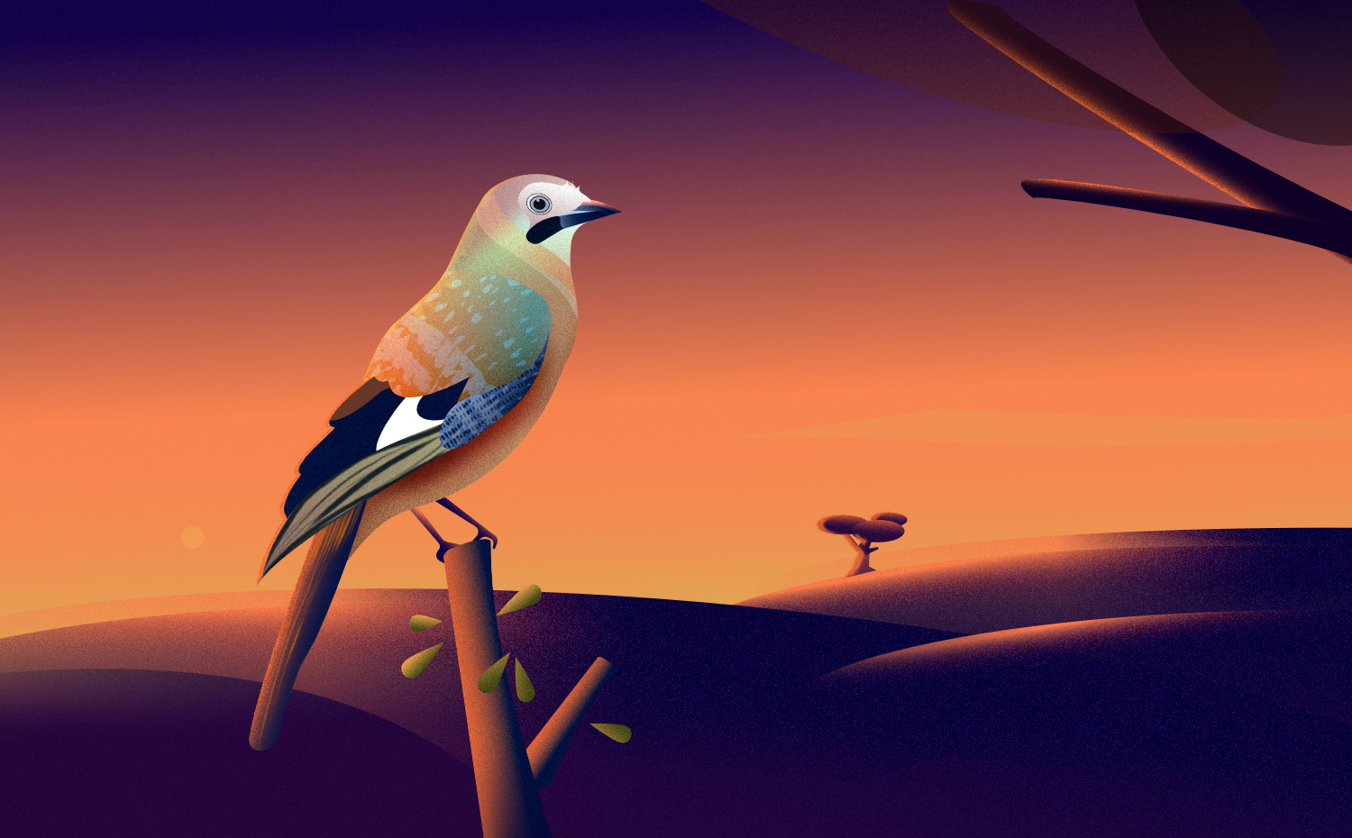 Jay bird vector illustration in Affinity Designer