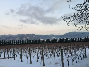 The vineyard at Elisabetta Foradori in Mezzolombardo North Italy