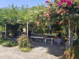 datça-teknegezisi-datçakoyları-letsgosebnem-üzüm-üzümcü