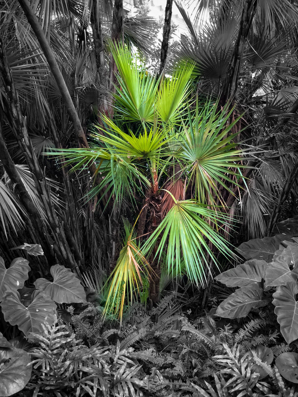 ALAN GREEN -FAN TAIL PALM -16X24- $300