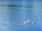 Swim