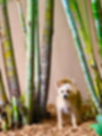 Jungle Boy