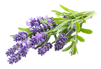lavendar.png