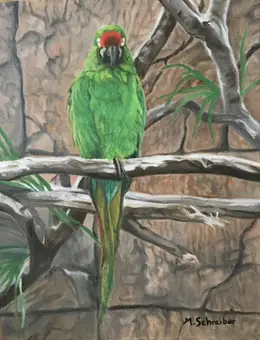 ParrotAttheZoo.jpg.webp