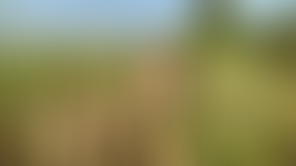 BJP Leader Suspended After Illegal Opium Cultivation Found at Farmhouse in Chhattisgarh