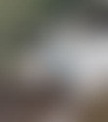 Peacock Spotted in Snow-Covered Manali Forests, Raises Questions About Climate Change