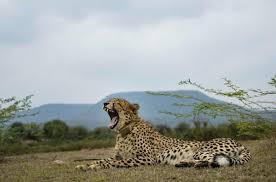 Cheetah Relocation: Eight More Big Cats to Arrive at Kuno National Park