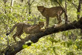Kuno National Park to Receive Eight Cheetahs from Botswana on February 28