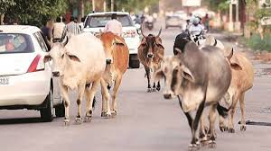 ‘Rajya Mata’ Status for Cow Sparks Uproar in Rajasthan Assembly; House Adjourned Seven Times