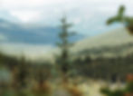 selective focus photography of green trees during daytime_edited_edited_edited_edited.jpg