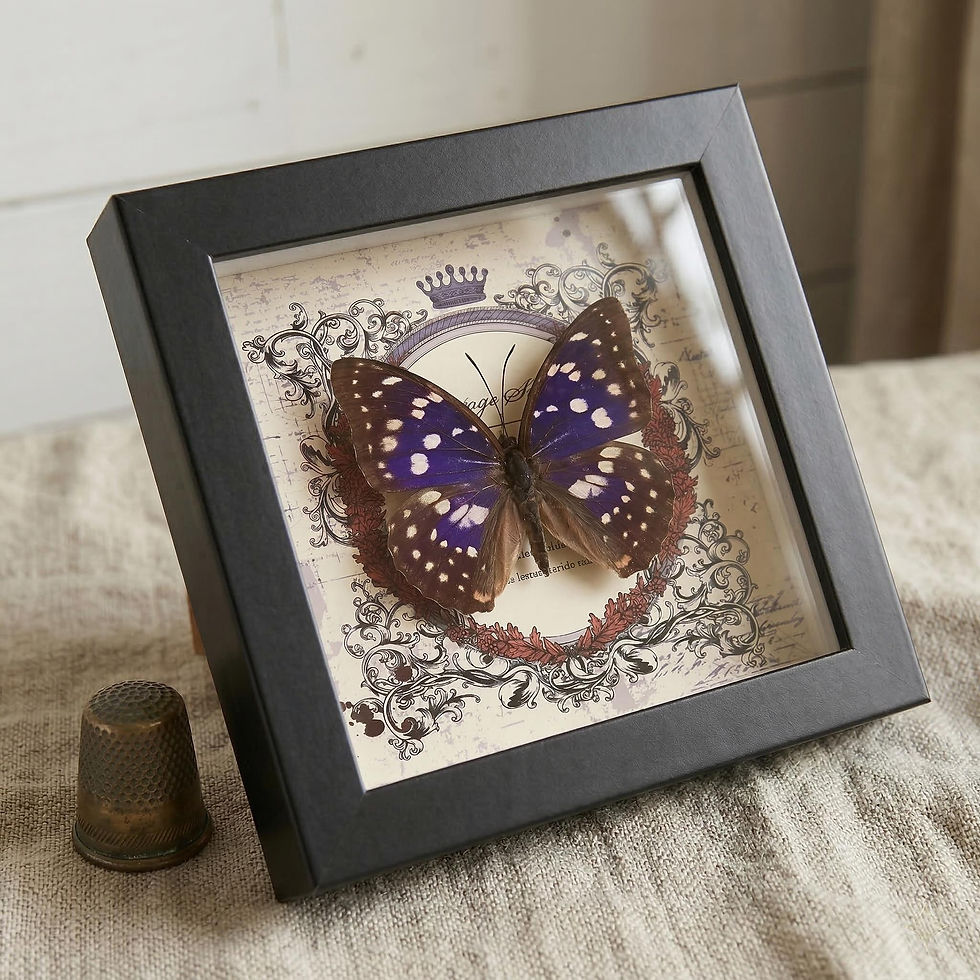 Thumbnail: Real Butterfly Taxidermy in Wood Frame - Emerald Swallowtail, Purple Emperor, B