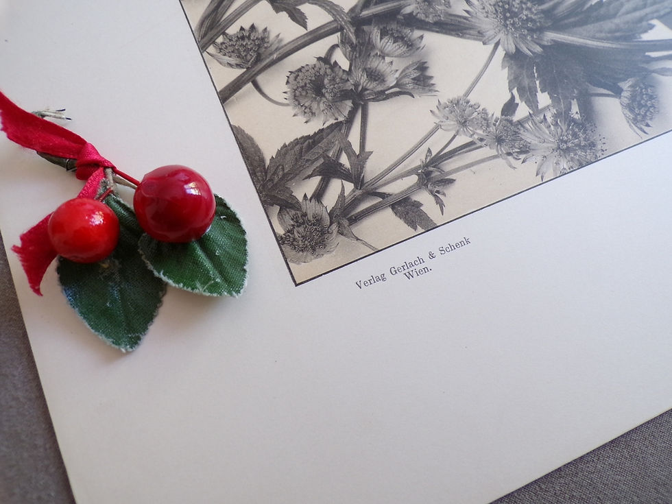Miniature : Planche 1900 (n°65)