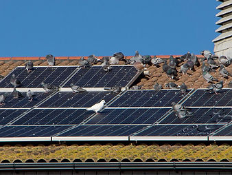 Pigeon roosting under solar panels