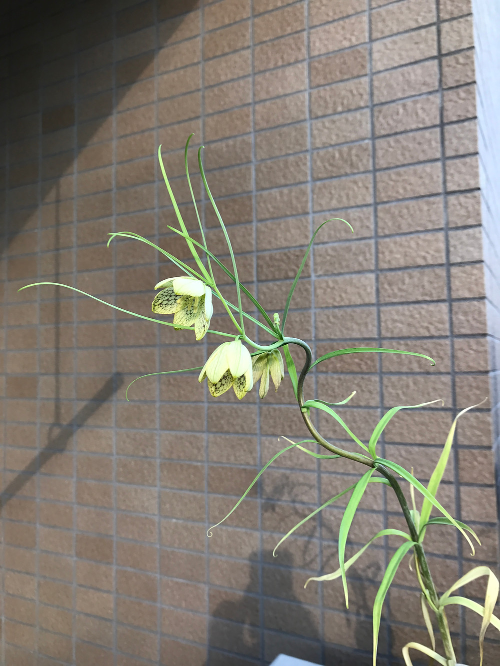 茶花 貝母ばいも