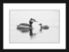 Grebe Facing
