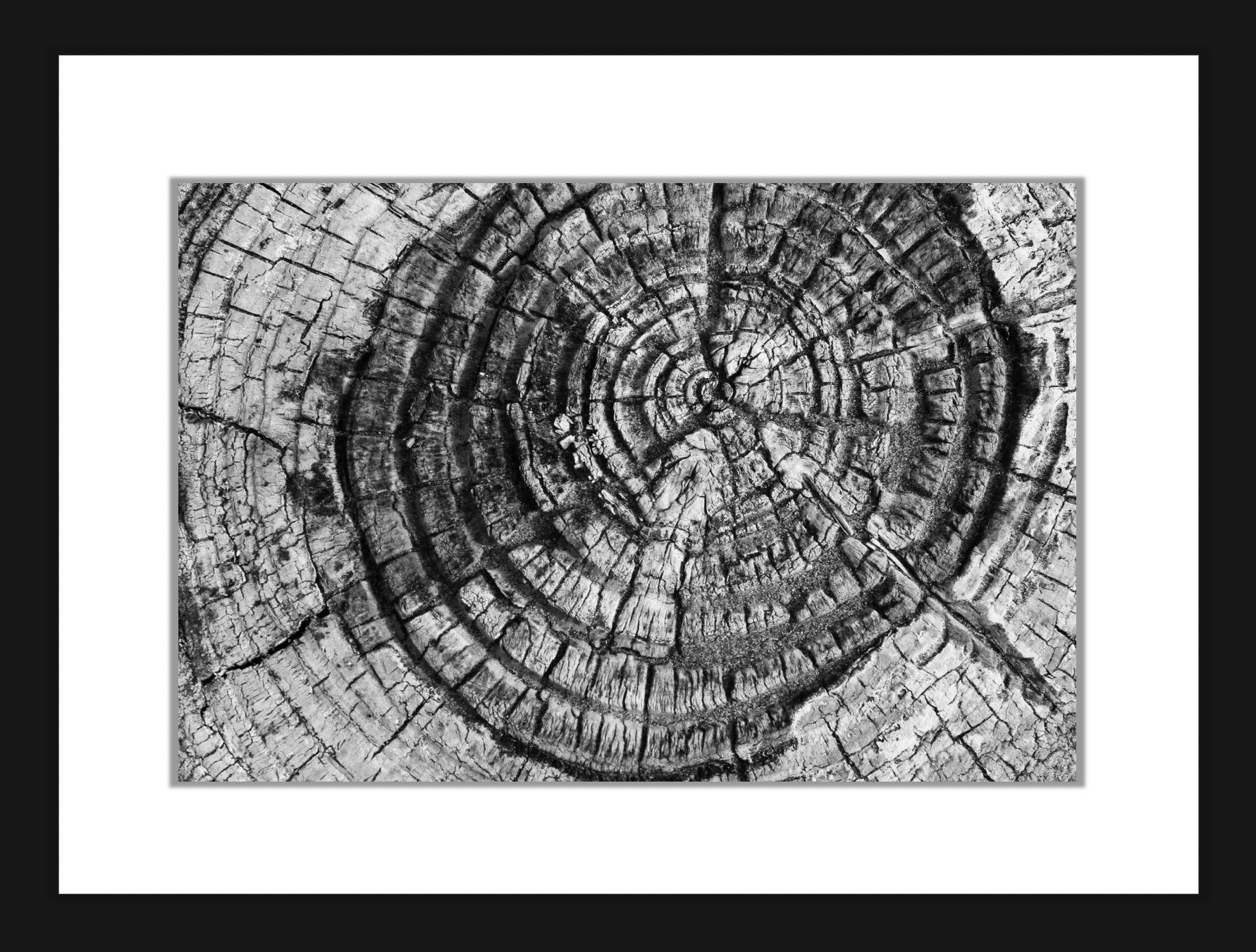 Tree Rings