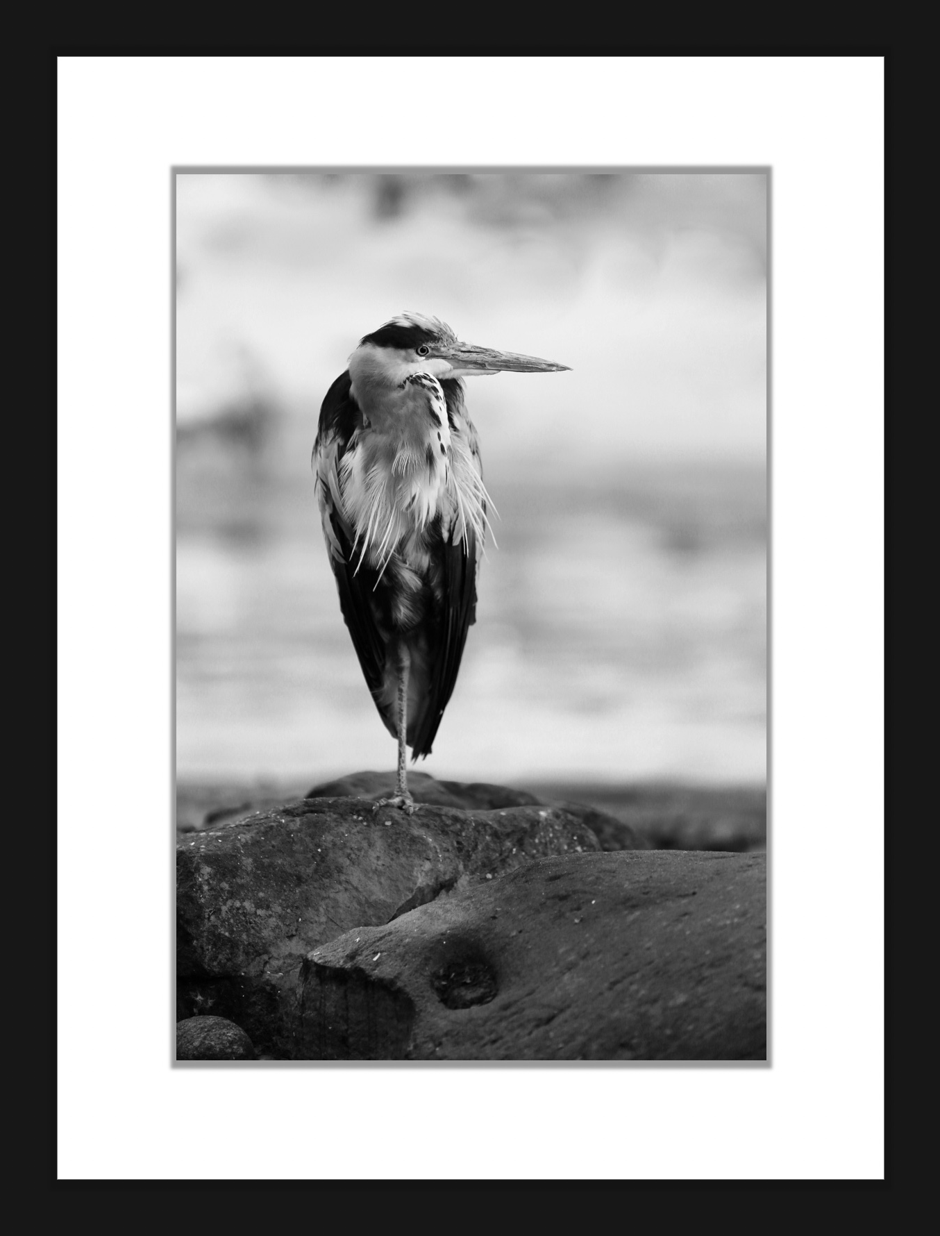 Heron in Standing