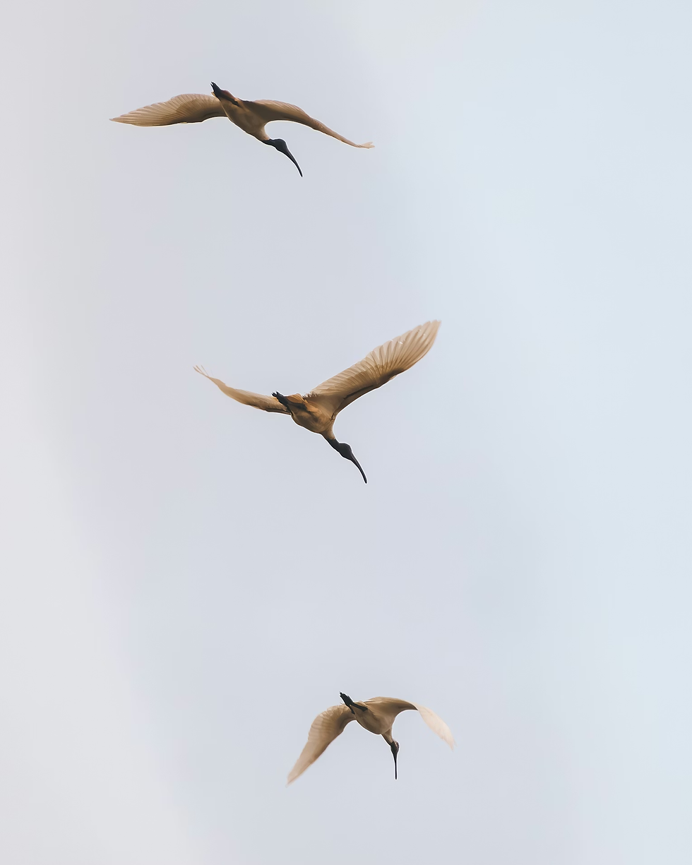 Peace Comes from Alignment