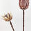 Thumbnail: Dried Look King Protea Open Stem Natural 51cm