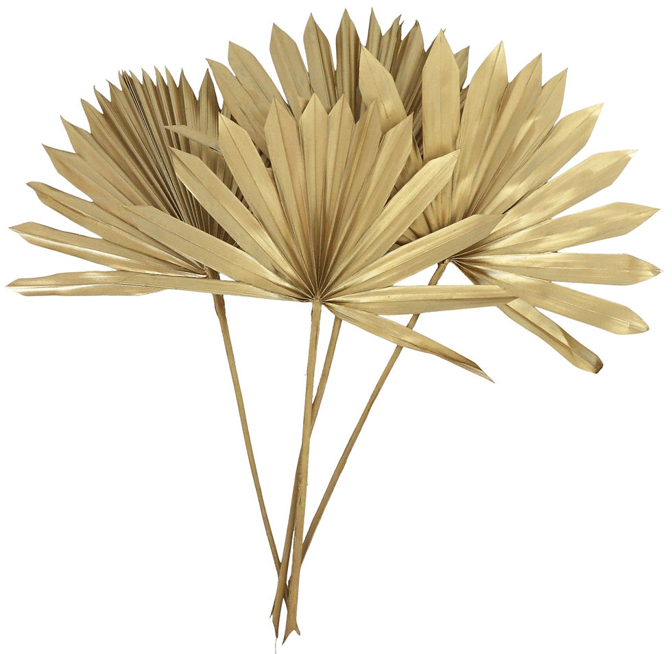 Dried Sun Palm 4 Stems Gold 55cm