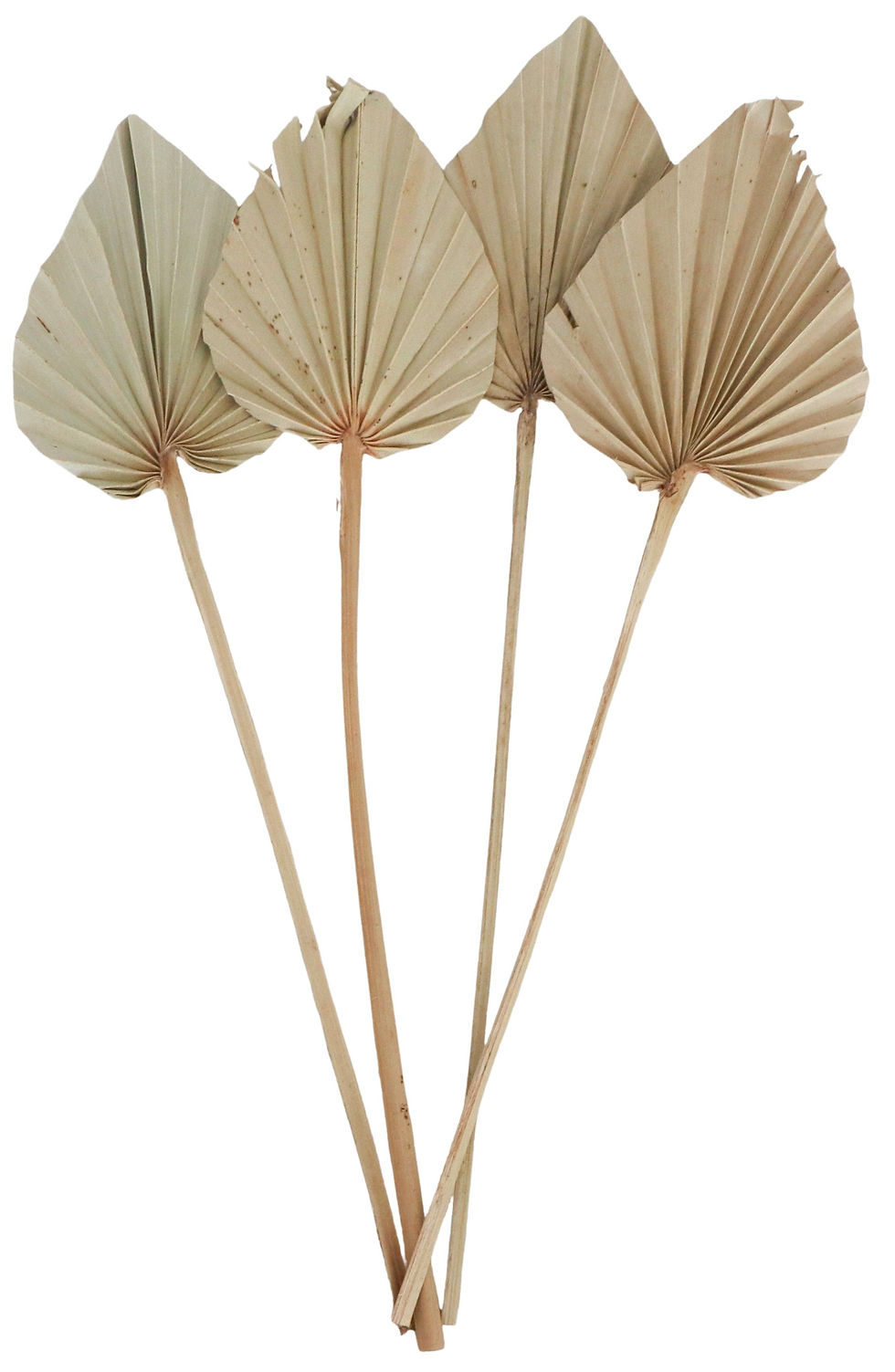 Dried Spear Palm 4 Stems Natural 45cm