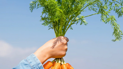 How to eat seasonally in the UK. Hubbub