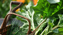Guide to seasonal food.  National Trust. 