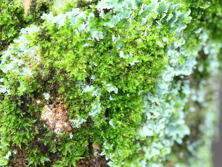 Discover something new ... from a different view