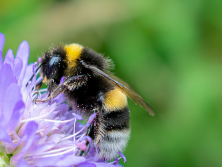 Bee-ing curious