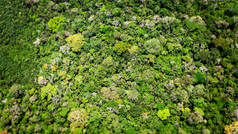 What animals live in the Amazon?  And 8 other Amazon facts.