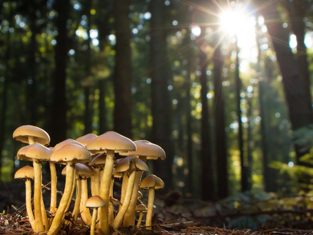 Fascinating fungi ... wondrous woods ...
