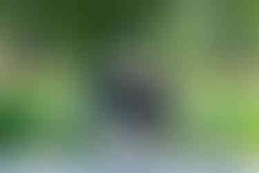 Twin girls leaning on the railing overlooking a river with flowers
