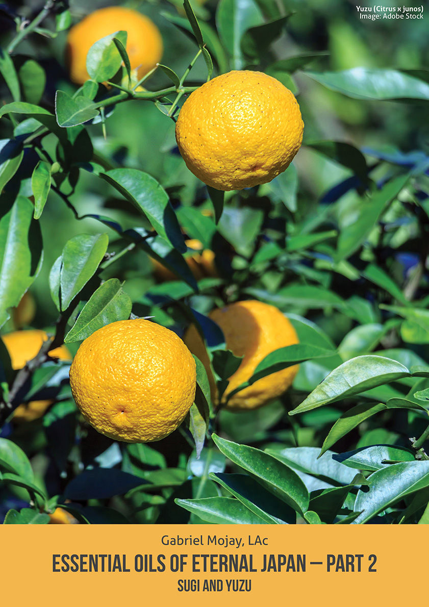 Essential Oils of Eternal Japan – part 2: Sugi and Yuzu By Gabriel Mojay, LAc