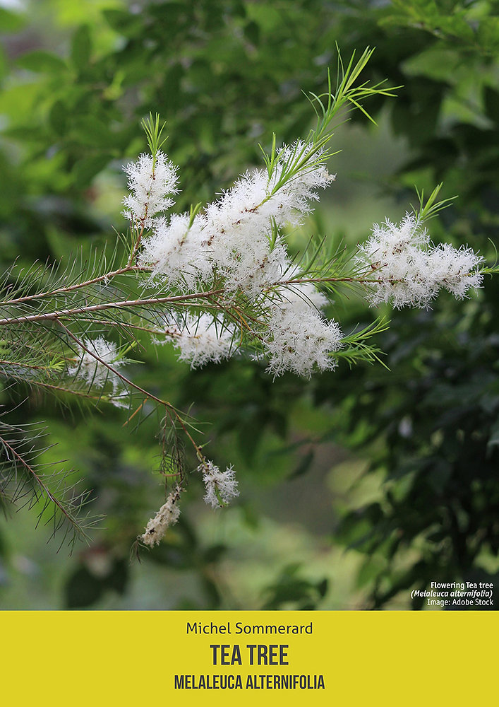 Tes Tree Tea Tree (Melaleuca alternifolia) By Michel Sommerard