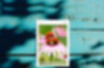 Aromatika_mainbanner-2025-autumn.jpg