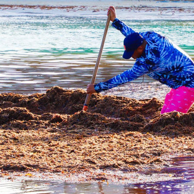 SEAWEED CLEAN UP >
