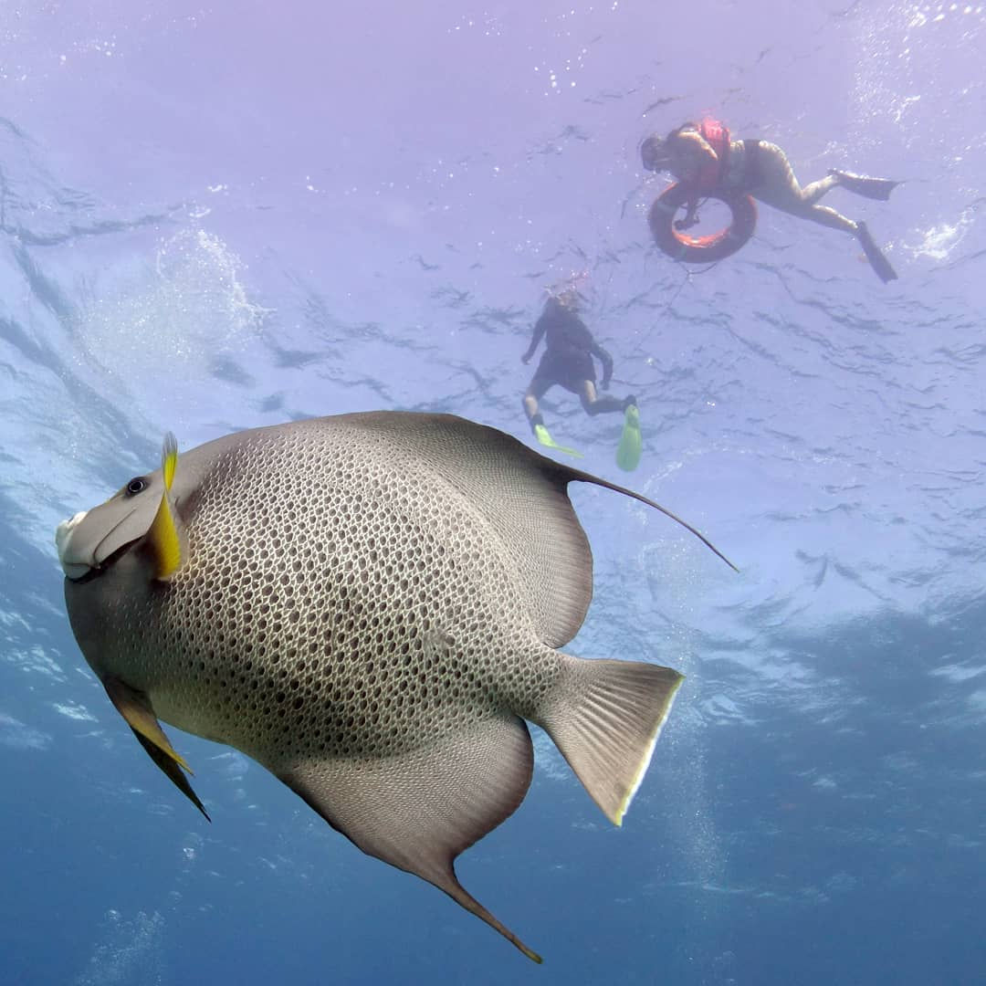 Snorkel Tour - Pocna Dive Center