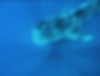 Whale-Shark-Tour-Boat-Day-Punta-Sur-Sunr
